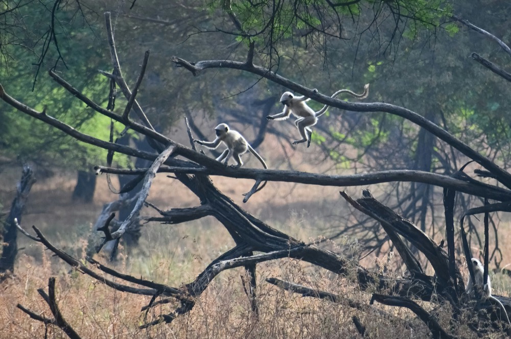 Langur monkey in forest canopy