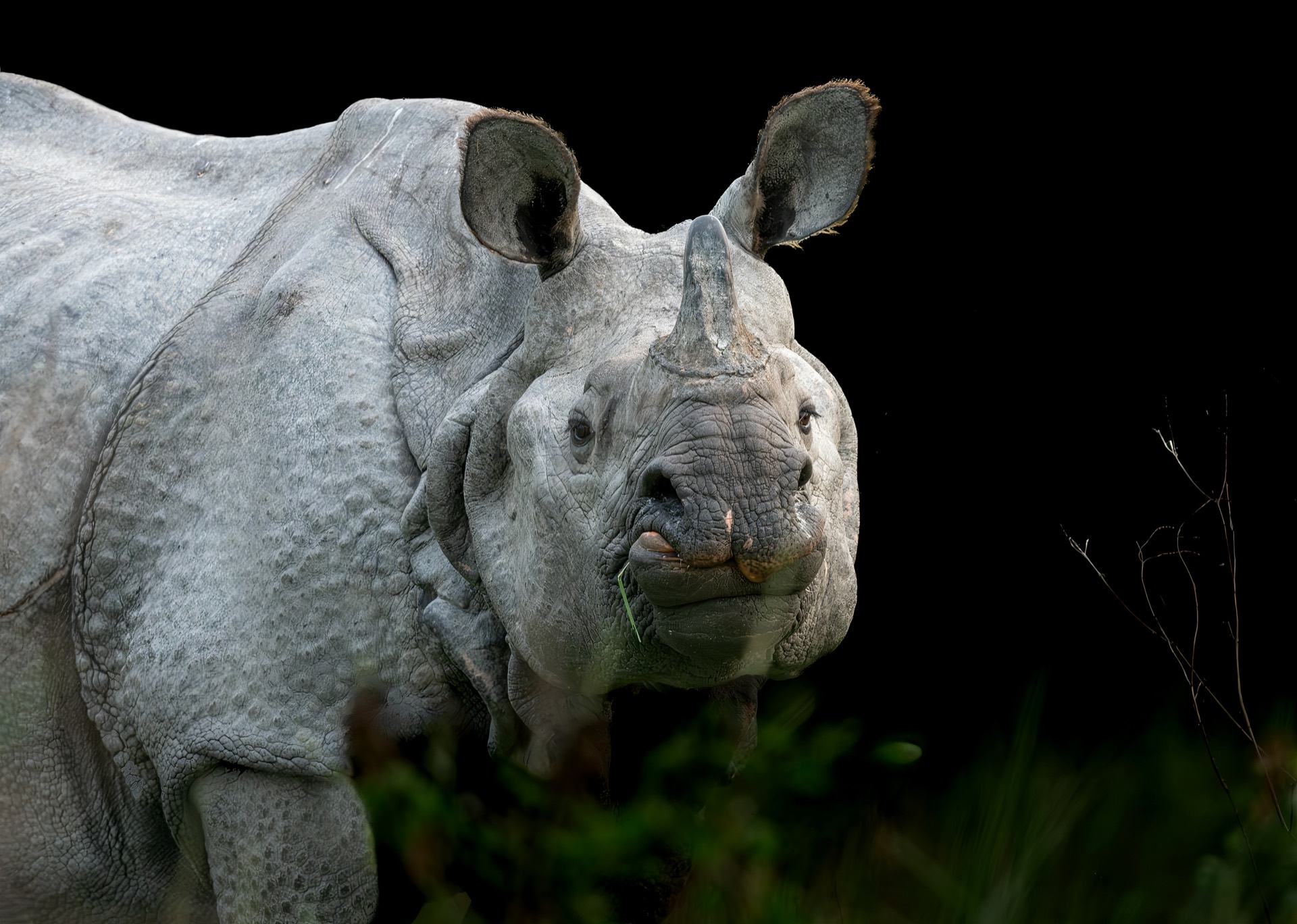 Greater one-horned rhinoceros