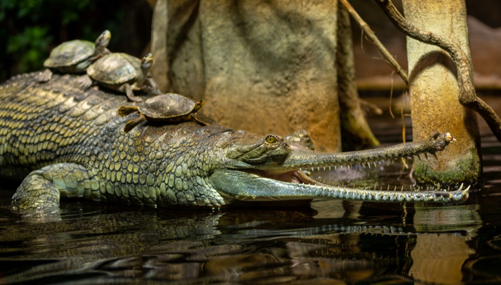 Gharial crocodile in river
