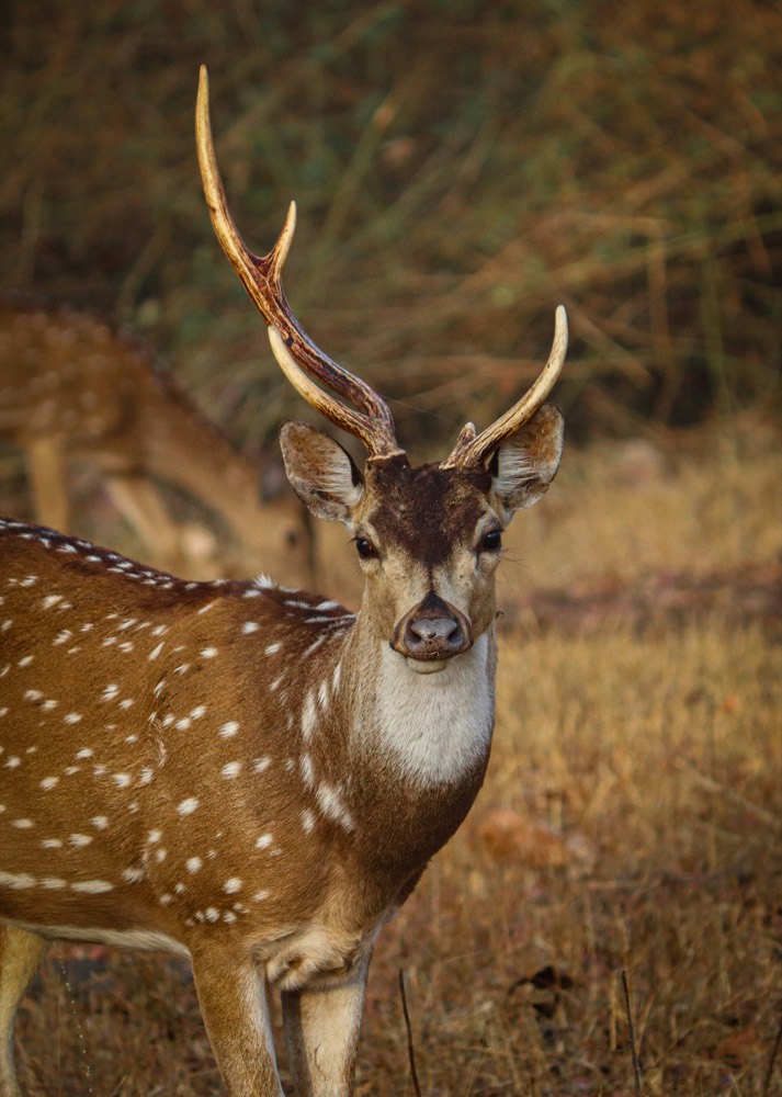 Spotted deer in tall grass