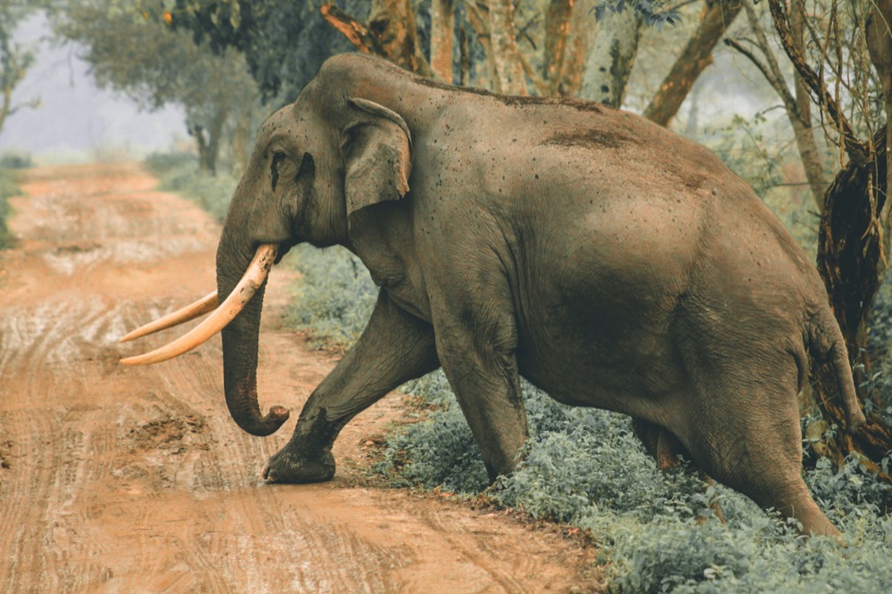 Wild elephant in lush green field