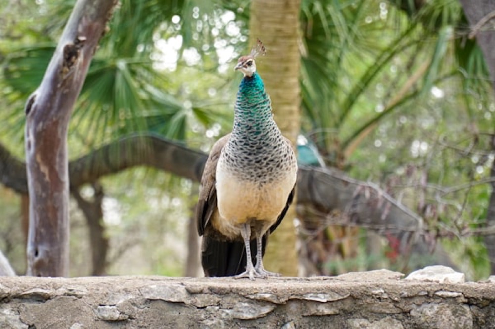 Peacock on branch, Chitwan National Park